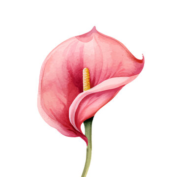 pink watercolor anthurium flower on white clip art preview