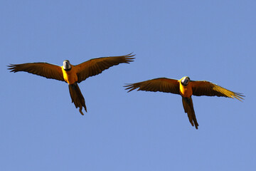 Araras de Caldas Novas - GO 