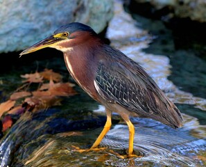 Green Heron on the Hunt
