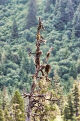 Icy Strait Point, Alaska