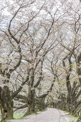 Fototapeta premium Landscape View Of Cherry (Sakura) Blossoms By The Sewaritei River Bank, Yawatashi, Kyoto, Japan 