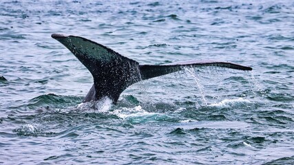 Fototapeta premium Icy Strait Point, Alaska