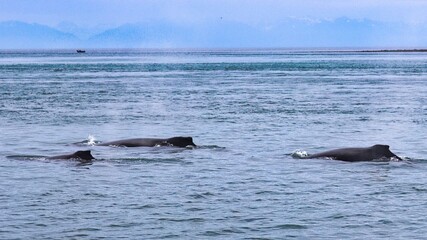 Obraz premium Icy Strait Point, Alaska