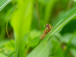 ヘラオオバコの花とミツバチ