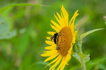 満開のヒマワリの花粉を集めるタイワンタケクマバチ