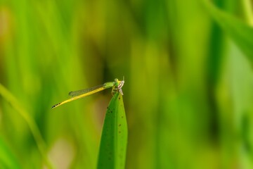 大きな獲物をゲットしたきれいなレモン色のキイトトンボ