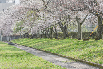 Landscape View Of  Kamokawa River With Beautiful Cherry Blossoms, Kyoto, Japan