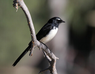 Willie Wagtail bird perched on a tree branch