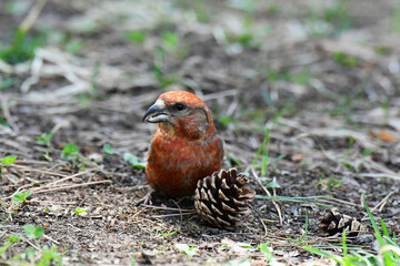 松ぼっくりの前に立つイスカ
