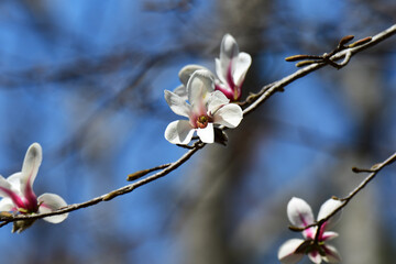 春の森のコブシの花