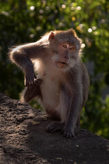 portrait of a brown monkey in the forest