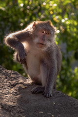 portrait of a brown monkey in the forest