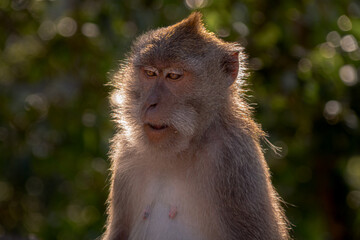 portrait of a brown monkey in the forest