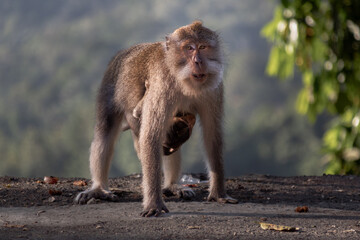 Monkey mother with her baby in Pusuk park, North Lombok, Indonesia
