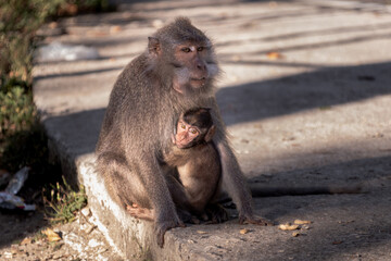 Monkey mother with her baby in Pusuk park, North Lombok, Indonesia