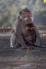 Monkey mother with her baby in Pusuk park, North Lombok, Indonesia