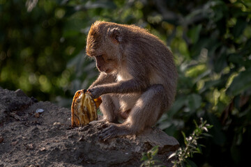 Fat brown monkey sitting and eating on the road