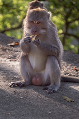 Fat brown monkey sitting and eating on the road