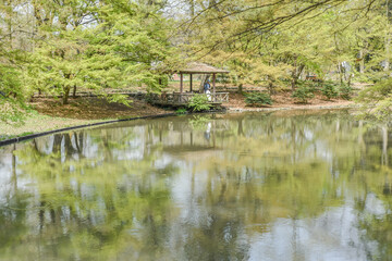 Obraz premium Landscape View Of Kyoto Botanical Garden Park With Cherry Blossoms (Sakura) And Colorful Tulip At Kyoto, Japan