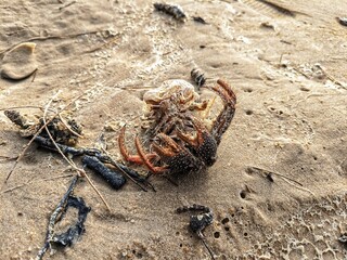 Carcasses of hermit crabs lying on the beach