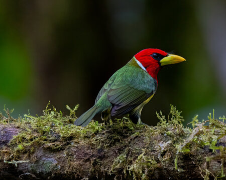 Portrait o f a determined, Red-Headed Barbet sitting on a log in the montane forest of Ecuador