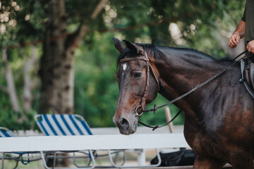 Obraz premium Close-up of a brown horse with a bridle and a rider holding reins, set against a tranquil outdoor backdrop.