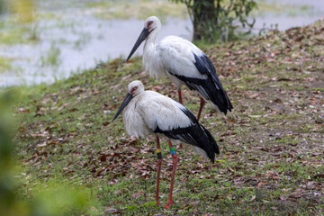 水辺に佇むコウノトリ