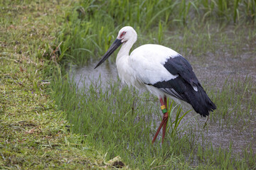 水辺に佇むコウノトリ