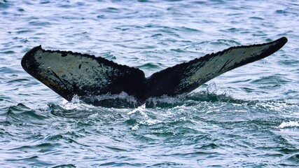 Obraz premium Icy Strait Point, Alaska