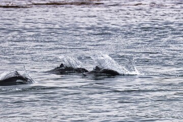 Obraz premium Icy Strait Point, Alaska
