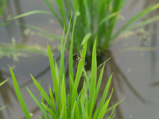 水田の苗で交尾をするイトトンボ