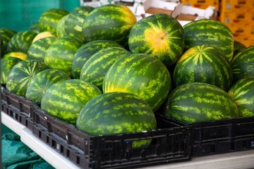 Fresh Watermelons on Display at a Local Market