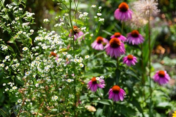 Beautiful Wildflowers Blooming in a Vibrant Garden