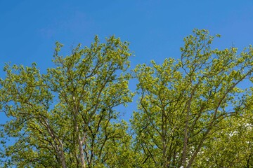 Fototapeta premium tree branches with green leaves contrasting with blue sky