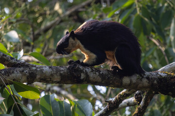 The King Squirrel is a worldly animal with a loving face and an animal that lives as a family.