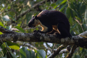 The King Squirrel is a worldly animal with a loving face and an animal that lives as a family.