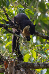 The King Squirrel is a worldly animal with a loving face and an animal that lives as a family.