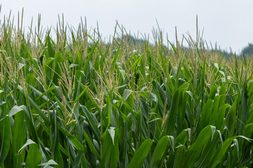 Rows of cornstalks