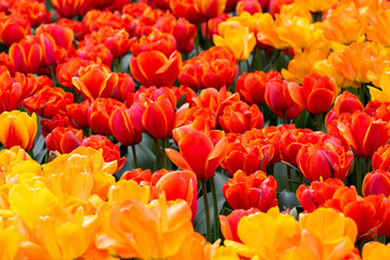 Mass of tulips planted in a spring garden, vibrant yellow orange, and red tulips planted in a...