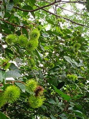 Productivity of rambutan trees produced in orchards in southern Thailand.