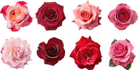 Fototapeta premium set of rose petals in color style
