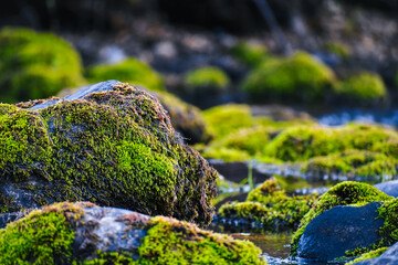 Moss Covered River Rocks