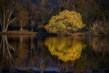 Autumn Tree Relfection