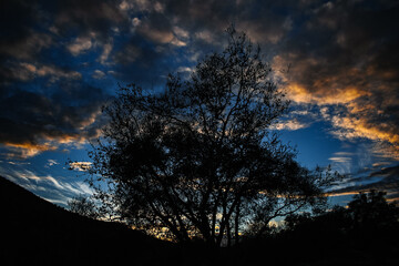 California Sunset Sky w/ Tree Silhouette 
