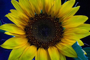 Macro Shot of Evening Sunflower