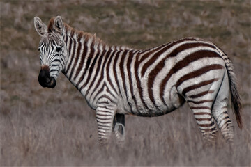 Wild Zebra in California 