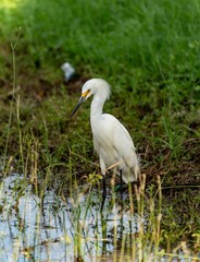 Egret