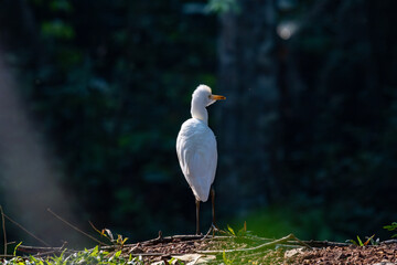 The King Squirrel is a worldly animal with a loving face and an animal that lives as a family.