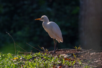 Birds in the wild are beautiful and colorful birds that are different from birds raised in captivity.
