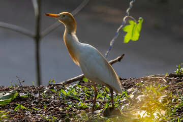 Birds in the wild are beautiful and colorful birds that are different from birds raised in captivity.
